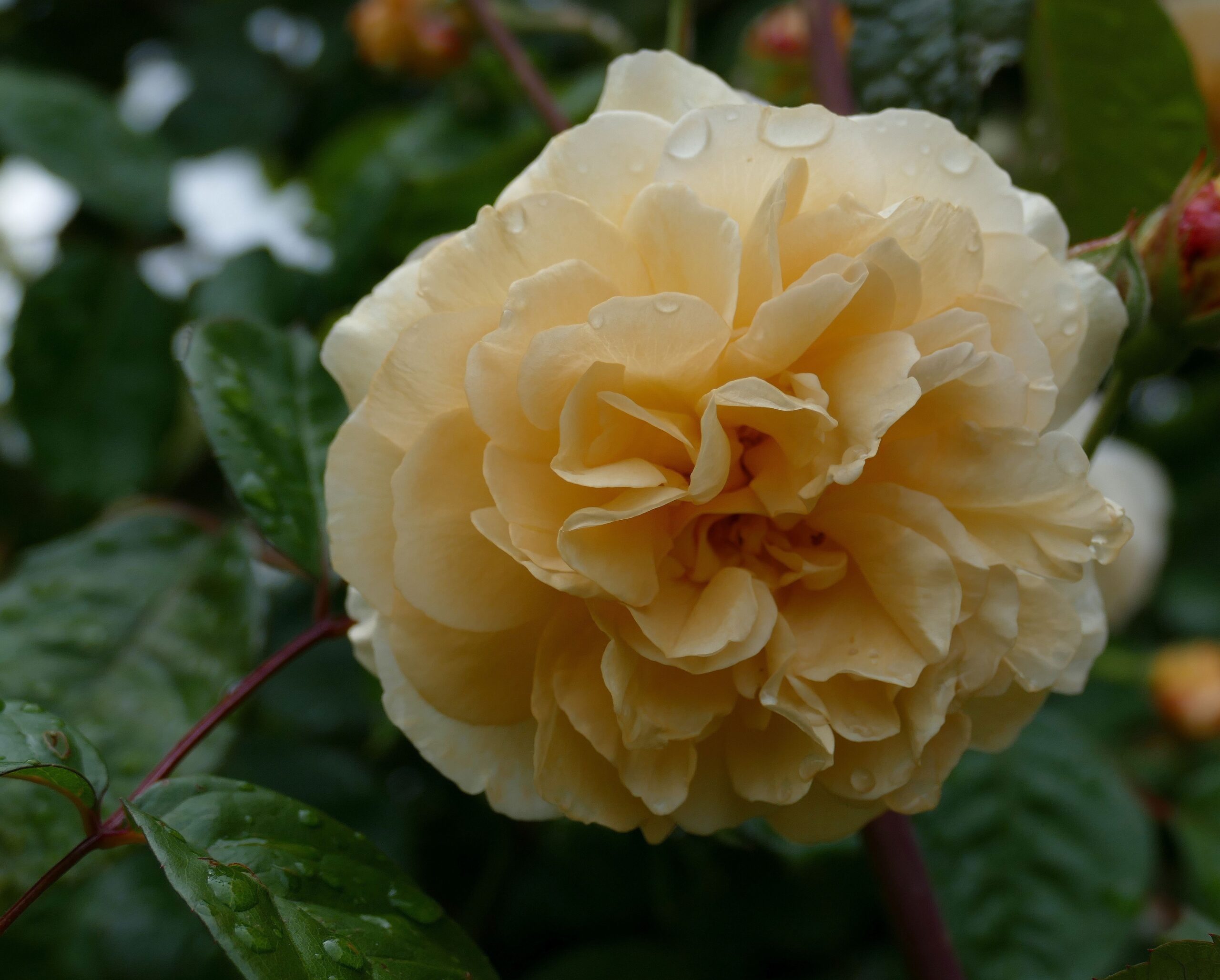 Soiul Rosa Buff Beauty: trandafirul hybrid musk cu flori ca de miere și parfum puternic