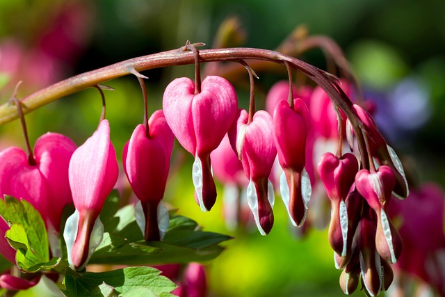 Dicentra spectabilis: floarea cu aspect spectaculos pentru grădinile umbrite