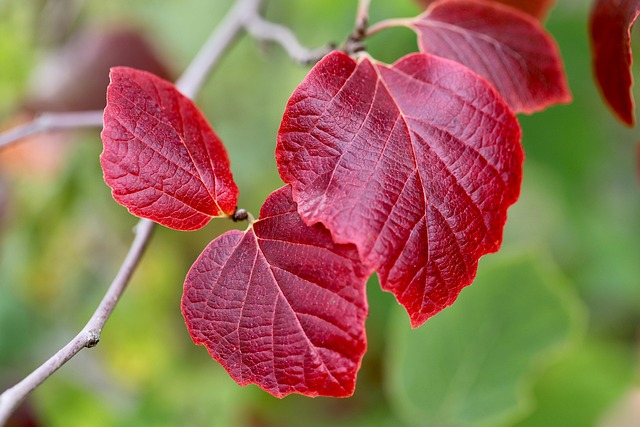 Castanul sălbatic: sprijin natural pentru circulație și picioare grele