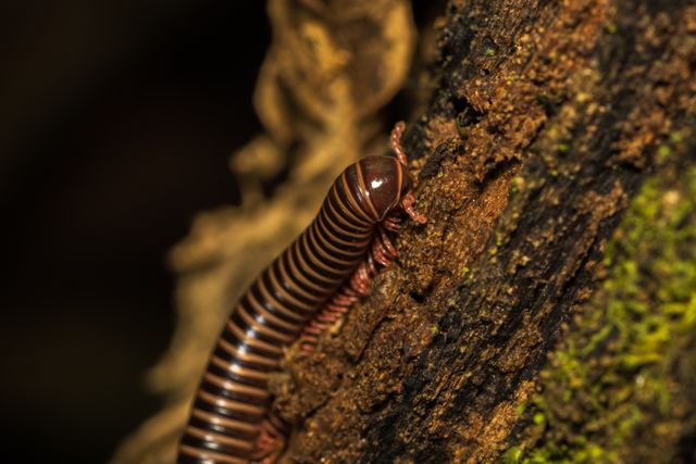 Ce este Pelmatojulus excisus?